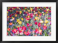 Framed Kuekenhof Tulips II