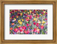 Framed Kuekenhof Tulips II