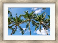 Framed Palawan Palm Trees I