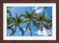 Framed Palawan Palm Trees I