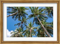 Framed Palawan Palm Trees II