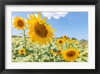 Framed Sunflowers I