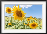 Framed Sunflowers I
