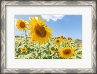 Framed Sunflowers I