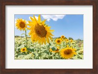 Framed Sunflowers I