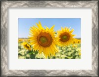 Framed Sunflowers II