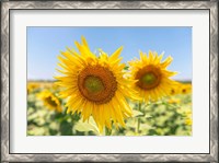Framed Sunflowers II