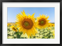 Framed Sunflowers II