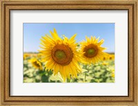 Framed Sunflowers II