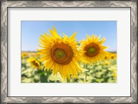 Framed Sunflowers II