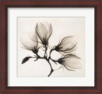 Framed Branch with Four Magnolias, 1910-1925