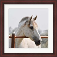 Framed White Horse 3
