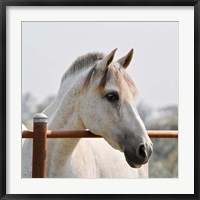 Framed White Horse 3