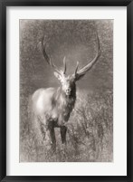 Framed Elk Sketch