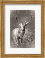 Framed Elk Sketch