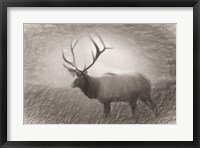 Framed Bull Elk Sketch