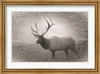 Framed Bull Elk Sketch