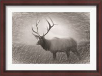 Framed Bull Elk Sketch