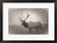 Framed Bull Elk Sketch