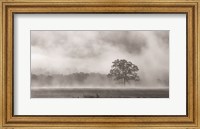 Framed Old Oak in Fog