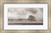 Framed Old Oak in Fog