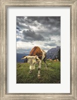 Framed Bowing Cow