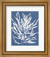 Framed Blue Botanical I