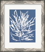 Framed Blue Botanical I