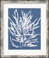 Framed Blue Botanical I