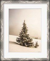 Framed Pine Trees in the Snow