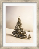 Framed Pine Trees in the Snow