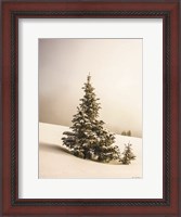 Framed Pine Trees in the Snow