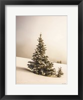 Framed Pine Trees in the Snow