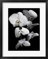 Framed White Orchid III