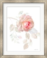 Framed Gentle Rose I