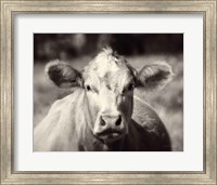 Framed Pasture Cow