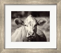 Framed Pasture Cow