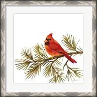 Framed Cardinal Christmas V on White