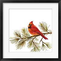 Framed Cardinal Christmas V on White