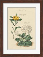 Framed Botanical Print II