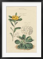 Framed Botanical Print II