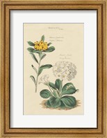 Framed Botanical Print II