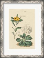 Framed Botanical Print II