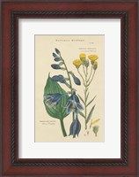 Framed Botanical Print I