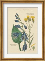 Framed Botanical Print I