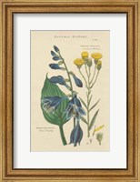 Framed Botanical Print I