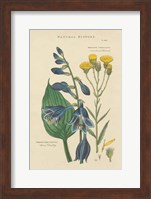 Framed Botanical Print I