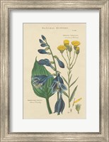 Framed Botanical Print I