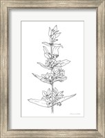 Framed Sketched Flowers