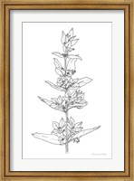 Framed Sketched Flowers